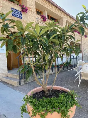 Plano de Casa Rural Hospital de las Palabras