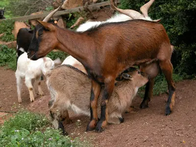 Animales en el agroturismo o alrededores