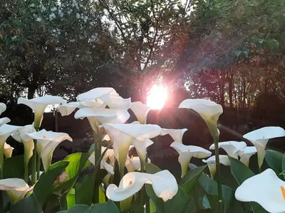 Jardín al aire libre en VILLA AFRICA