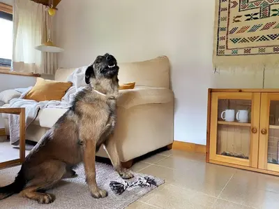Mascotas con sus dueños en Dúplex abuhardillado con parking